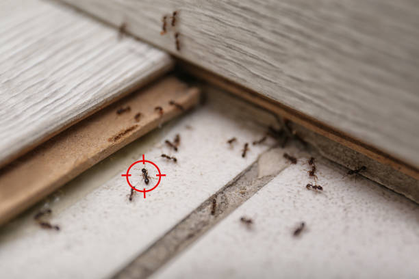 Pest Control Cost in Lake Panasoffkee, FL
